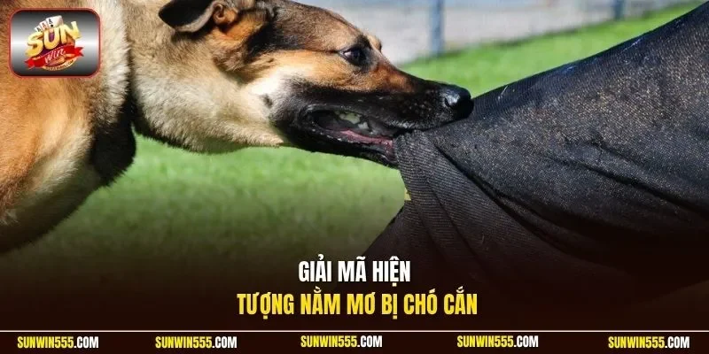 Giải mã hiện tượng nằm mơ bị chó cắn